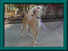 Perci, such a handsome fellow