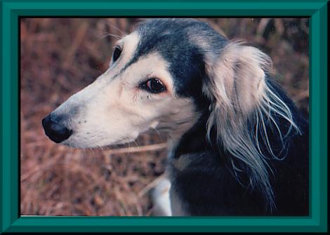 Those wise, gentle eyes....