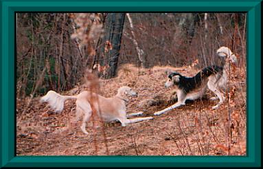 Sada and his close friend, Sylk